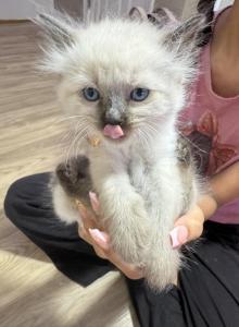 Yodas kittens - Siamese Kitten For Sale - Hampden&comma; MA&comma; US