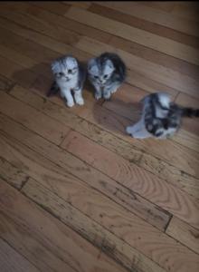 Scottish babies - Scottish Fold Kitten For Sale - Philadelphia&comma; PA&comma; US