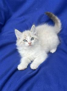 Pure breed Maine Coon - Maine Coon Kitten For Adoption - Auburn&comma; WA&comma; US