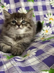 King kitten Barbos Mix Maine Coon & Ragdoll - Maine Coon Kitten For Adoption - Auburn&comma; WA&comma; US