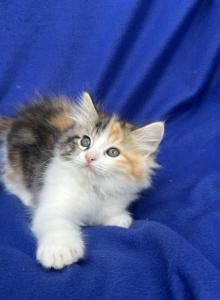 Kelly kitten mix Maine Coon & Ragdoll - Ragdoll Kitten For Adoption - Auburn&comma; WA&comma; US