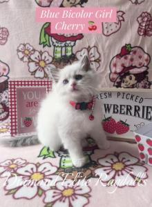 Cherry - Ragdoll Kitten For Sale - Mt Morris, IL, US Cherry - Ragdoll Kitten For Sale - Mt Morris, IL, US