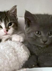 Luna Twyla and Stevie - Russian Blue Kitten For Adoption - Atlanta&comma; GA&comma; US