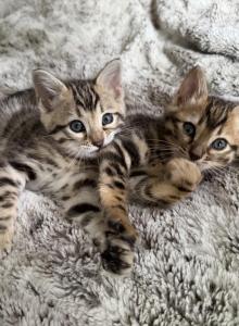 2 female bengal kittens - Bengal Kitten For Sale - Raeford&comma; NC&comma; US