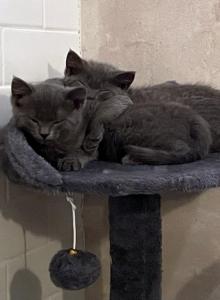 Poppy and Ruby - Russian Blue Kitten For Sale - Atlanta&comma; GA&comma; US