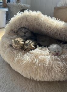 Easter Litter - Scottish Fold Kitten For Sale - Prior Lake&comma; MN&comma; US