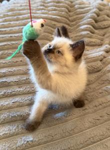 Lone Ranger - Himalayan Kitten For Sale - College Station&comma; TX&comma; US