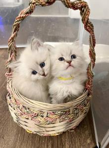 Ilyana and Ivy Grace - Siberian Kitten For Sale - Tallahassee&comma; FL&comma; US