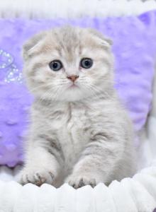 Hanna - Scottish Fold Kitten For Sale - Los Angeles, CA, US Hanna - Scottish Fold Kitten For Sale - Los Angeles, CA, US