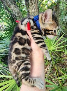 TICA REGISTERED BENGAL BROWN MALE AVAILABLE - Bengal Kitten For Sale - FL&comma; US