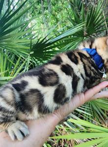 TICA REGISTERED BENGAL BROWN MALE AVAILABLE - Bengal Kitten For Sale - FL&comma; US