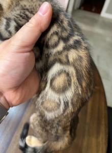 Mimi - Bengal Kitten For Sale - Plano&comma; TX&comma; US