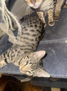 Savannah bengals - Bengal Kitten For Sale - Worcester&comma; MA&comma; US