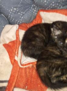 Luna - American Shorthair Kitten For Adoption - Allentown&comma; PA&comma; US