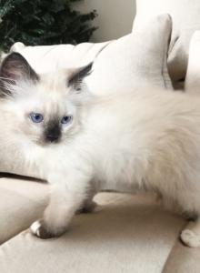 Lilac - Ragdoll Kitten For Sale - Torrance&comma; CA&comma; US