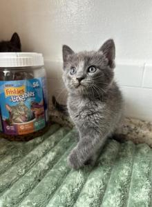 Rushy - Russian Blue Kitten For Sale - Riverside&comma; CA&comma; US
