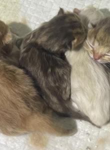 Elias Cattery newborns - Scottish Fold Kitten For Sale - Wendell&comma; NC&comma; US