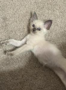 Purebred Siamese - Siamese Kitten For Sale - Philadelphia&comma; PA&comma; US