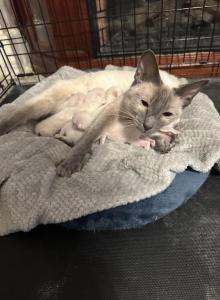 Purebred Siamese - Siamese Kitten For Sale - Philadelphia&comma; PA&comma; US