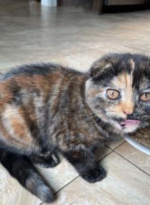 Shea - Scottish Fold Cat For Sale - White Deer&comma; TX&comma; US