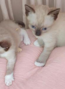 Grumpi's 4 girls - Snowshoe Kitten For Sale - Walterboro&comma; SC&comma; US