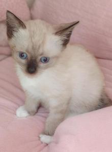 Grumpi's first born - Snowshoe Kitten For Sale - Walterboro&comma; SC&comma; US