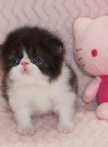 Show Quality Black and White Bi Color - Persian Kitten For Sale - CA&comma; US