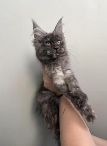 Freya silver torti - Maine Coon Kitten For Sale - St&period; Louis&comma; MO&comma; US