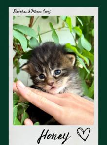 Honey - Maine Coon Kitten For Sale - Vass&comma; NC&comma; US