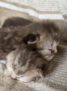 chocolate marble - Scottish Fold Kitten For Sale - Hollywood&comma; FL&comma; US