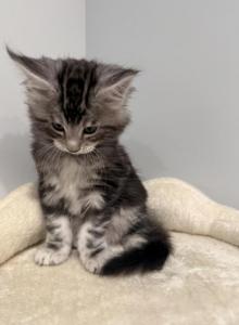 Thitan - Maine Coon Kitten For Sale - Hatboro&comma; PA&comma; US