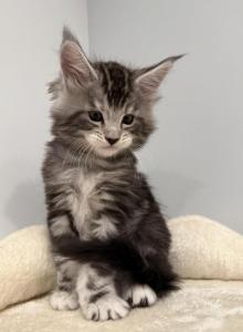 Thitan - Maine Coon Kitten For Sale - Hatboro&comma; PA&comma; US