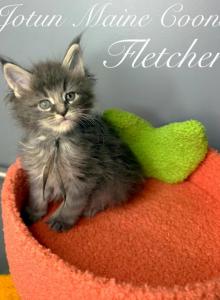 Fletcher - Maine Coon Kitten For Sale - Greensburg&comma; IN&comma; US