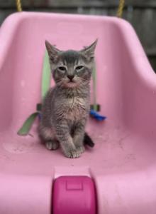 Gray domestic male - Domestic Kitten For Adoption - Auburn&comma; WA&comma; US