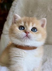 Plushie - British Shorthair Kitten For Sale - Vancouver&comma; WA&comma; US