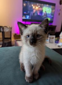 Mali - Siamese Kitten For Sale - Somerville&comma; MA&comma; US