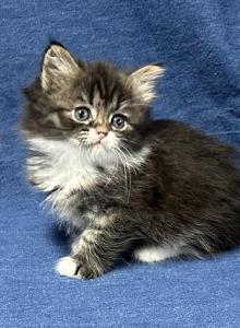 Lucky - Siberian Kitten For Sale - Milton Freewater&comma; OR&comma; US