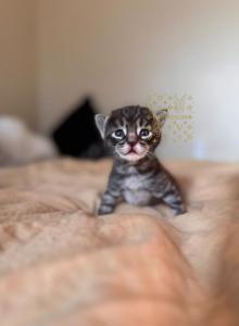 Waitlist F4 Savannah - Savannah Kitten For Sale - NV&comma; US