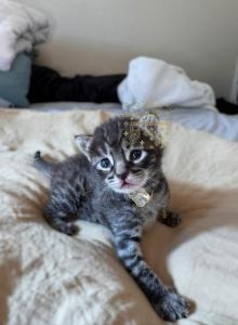 Waitlist F4 Savannah TICA - Savannah Kitten For Sale - NV&comma; US
