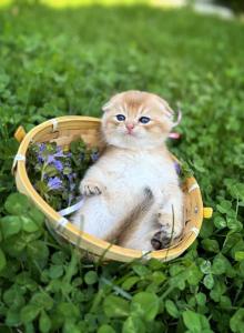 Luna - Scottish Fold Kitten For Sale - Feasterville Trevose&comma; PA&comma; US
