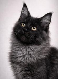 Black  Smoke Maine Coon European Show Type Gold - Maine Coon Kitten For Sale - Firestone Park&comma; CA&comma; US
