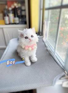 Ponpon - Selkirk Rex Kitten For Sale - CA&comma; US