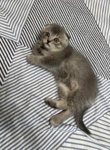 Scottish fold boy - Scottish Fold Kitten For Sale - Houston&comma; TX&comma; US