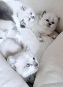 Bonnie - Ragdoll Kitten For Adoption - Enfield&comma; CT&comma; US