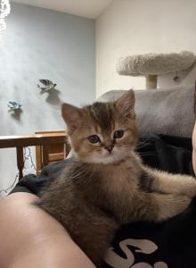 Moose - British Shorthair Kitten For Sale - Suffield&comma; CT&comma; US