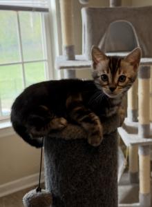 Beautiful Bengal kitten - Bengal Kitten For Sale - Reinholds&comma; PA&comma; US