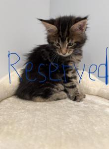 Lynx - Maine Coon Kitten For Sale - Hatboro&comma; PA&comma; US