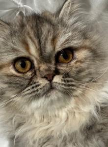 SP06 Pearl  Blue Golden Shaded Silver Smoke - Persian Kitten For Sale - Lacey&comma; WA&comma; US