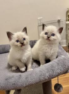Ragdoll kittens - Ragdoll Kitten For Sale - Sanford&comma; FL&comma; US
