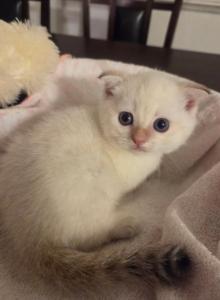 Scottish folds & straight litter - Scottish Fold Kitten For Sale - Miami&comma; FL&comma; US
